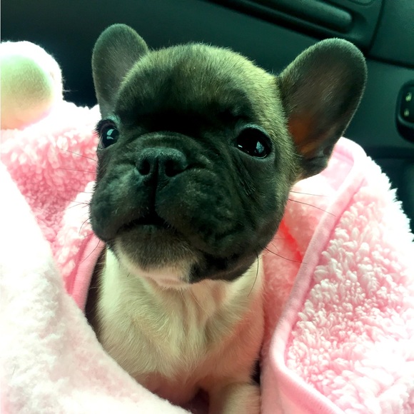 Meet your Posher, Nicole - Picture 1 of 4